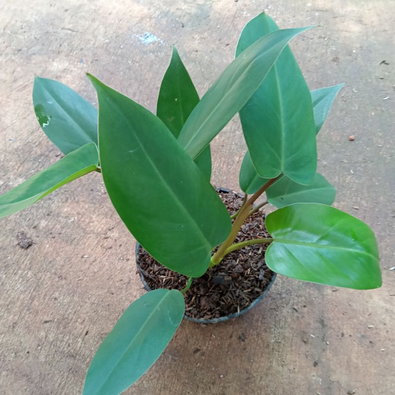 Jual Tanaman Hias Pohon Pilo Eruberscen Green Amerald | Shopee Indonesia
