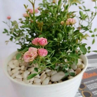 バッグ Rose H!Baby Shabetpoa Primaer4 graco-filter-mw-60-easy-out-