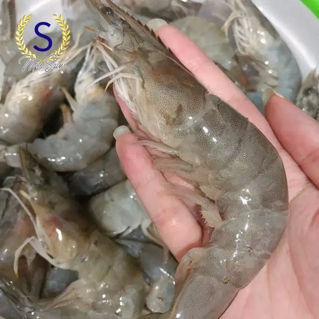 Jual Udang Hidup di Surabaya