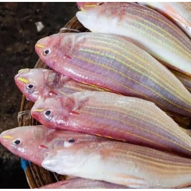 Jual Ikan Kurisi Ikan Kerisi Ikan Terisi Segar 1kg Shopee Indonesia