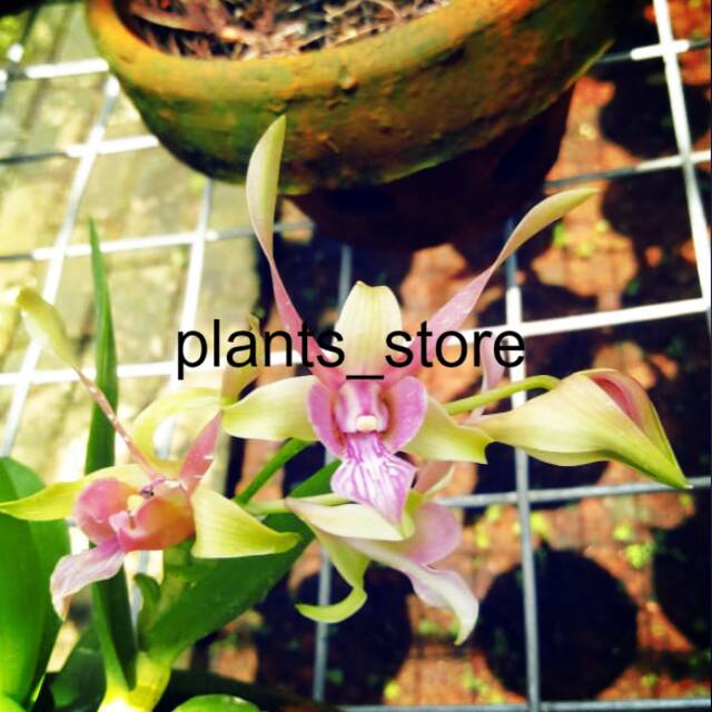 Jual Anggrek Dendrobium Rabbit Pink Viral plants_store | Shopee Indonesia
