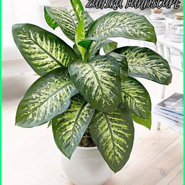 Tanaman Hias Dieffenbachia - Dieffenbachia bowmannii - Tanaman Hias Sri Sejeki - Aglonema - Blanceng