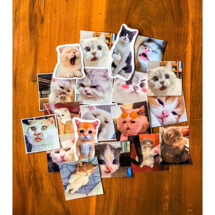 Jual stiker sticker pack kucing koceng oren lucu meme kucing stiker