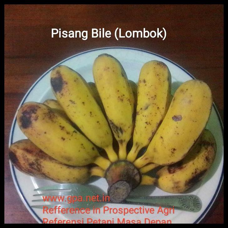 Jual Tunas Bibit Pisang Bile (Tunas) Shopee Indonesia