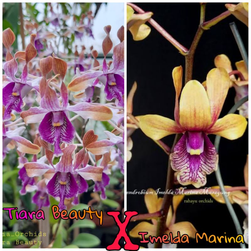 Jual DENDROBIUM TIARA BEAUTY X IMELDA MARINA (PRA DEWASA) | Shopee ...