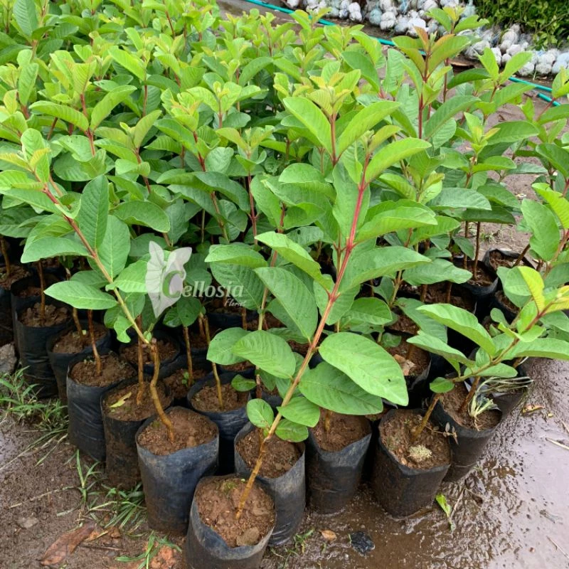 Bibit Jambu 4