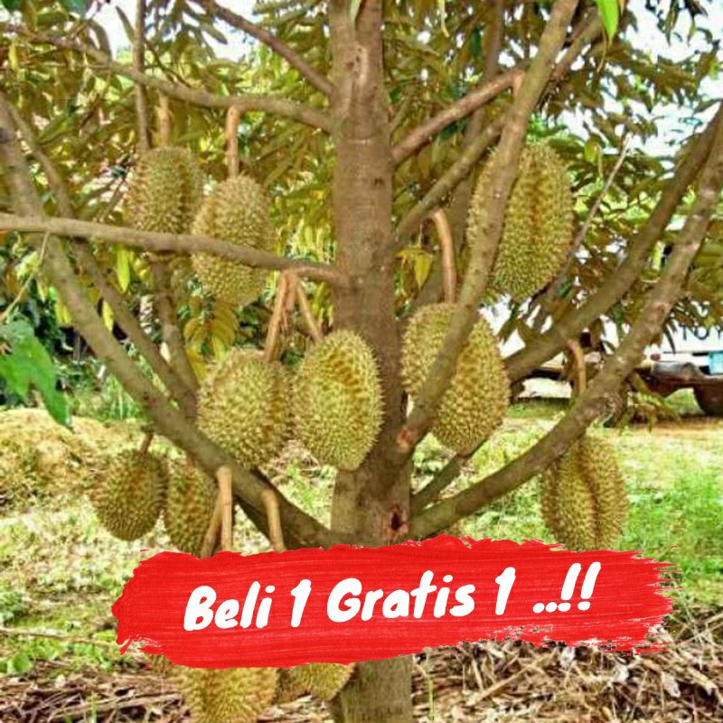 Jual BIBIT DURIAN MUSANGKING KAKI 3 OKULASI BISA BERBUAH DALAM POT ...