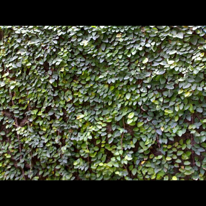 Jual tanaman rambat dolar mini | Shopee Indonesia