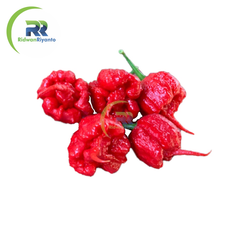 Jual BUAH Cabai CAROLINA REAPER RED Cabe Terpedas Nomor 1 di Dunia ...