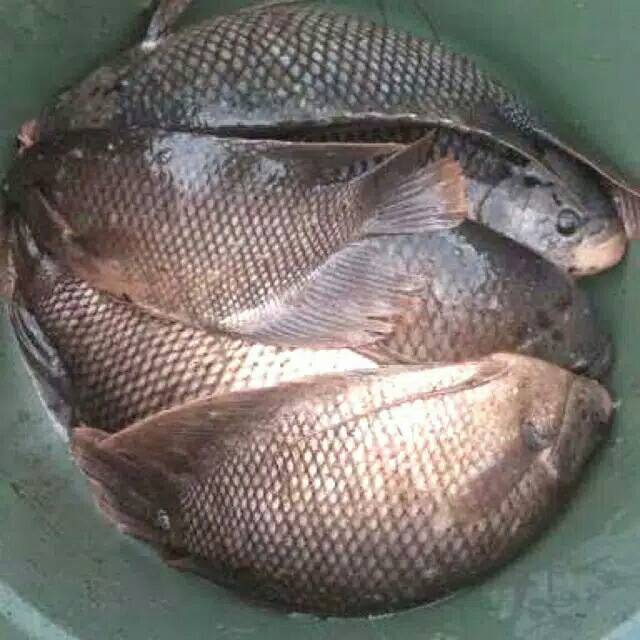 Ikan Gurami segar