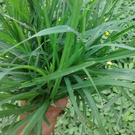 Jual rumput belulang rumput jampang segar obat herbal | Shopee Indonesia