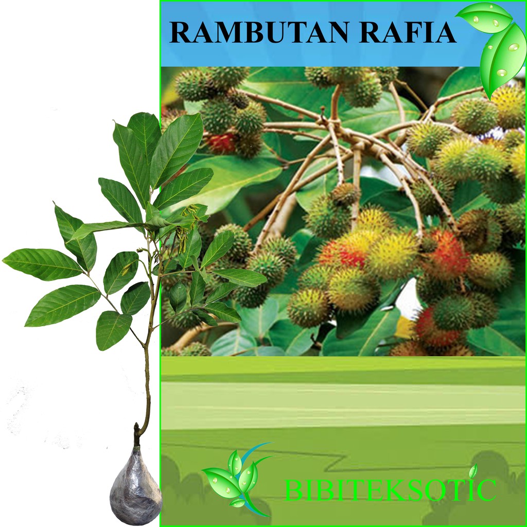 Jual Tanaman Rambutan Rafia | Shopee Indonesia