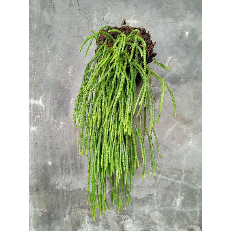 Jual Rumpai Ekor Tikus rumpai ekor kuda tanaman hias rumpai super murah ...