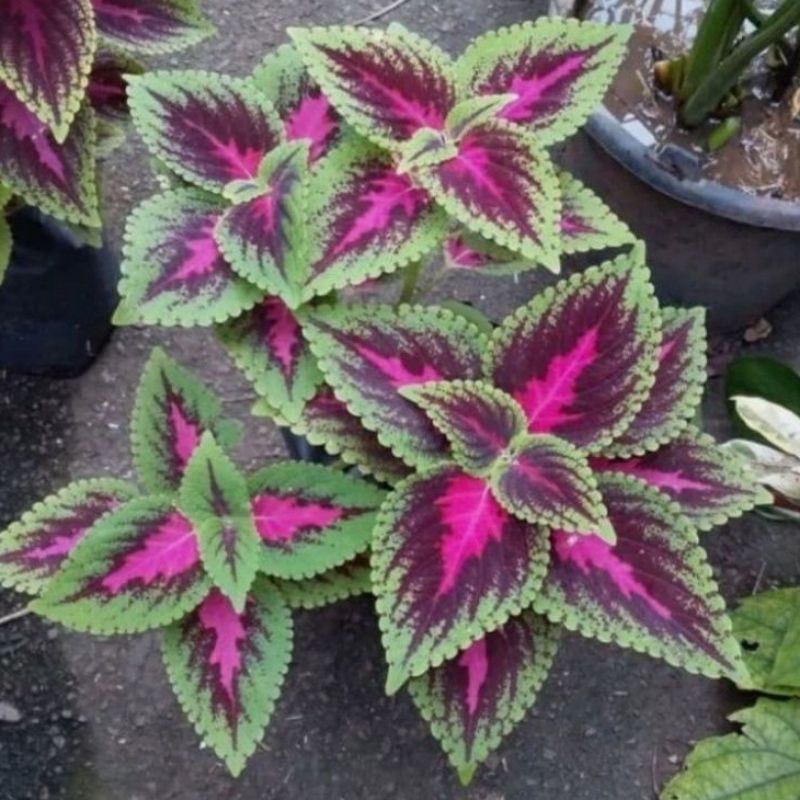 tanaman miana batik dardak