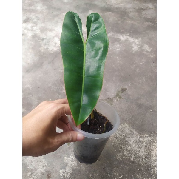 Jual philodendron billietiae original 1 daun | Shopee Indonesia