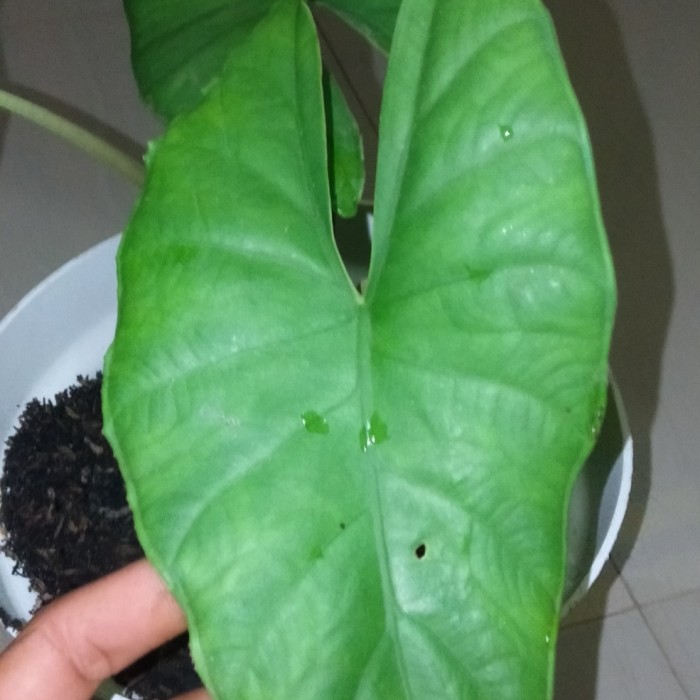 Jual tanamna hias mini alokasia melo badak borneo/ keladi tengkorak ...