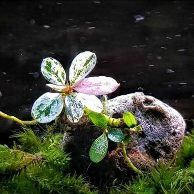 Bucephalandra sp.Varigata narrow type PV（Bucephalandra Aquascape 