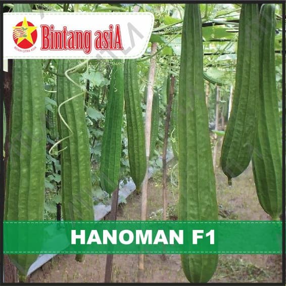 Jual Benih Oyong Gambas Hanoman F1 Biji Sayur Bibit Tanaman Bintang