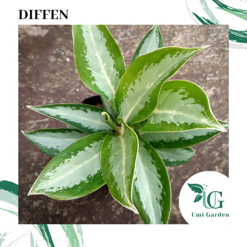Jual Tanaman Hias Diven Diffen Dieffenbachia | Shopee Indonesia