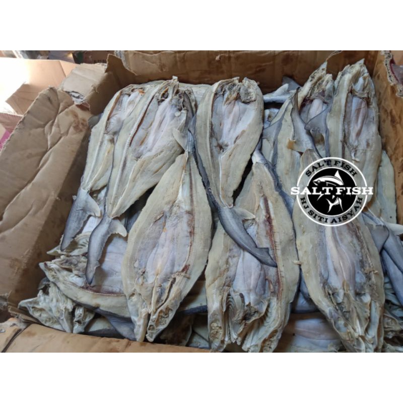 Jual Ikan Cucut Terlengkap & Harga Terbaru Juni 2026 | Shopee Indonesia