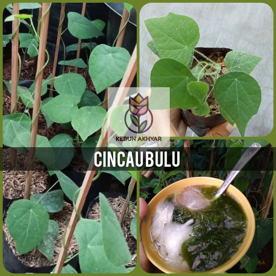Jual Bibit Cincau Bulu Bibit Tanaman Herbal Cincau Bulu Rambat Pohon ...