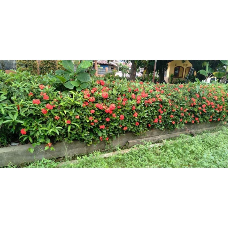 Jual Asoka haway bunga merah | Shopee Indonesia
