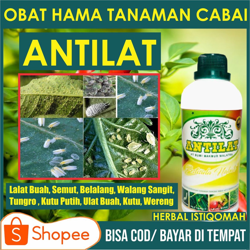 Jual Antilat Insektisida Pestisida Organik Pembasmi Hama Lalat Walang