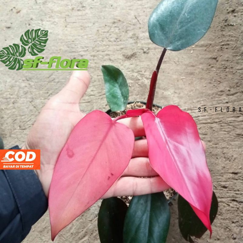 palm plant Cat Palm – Hey Rooted