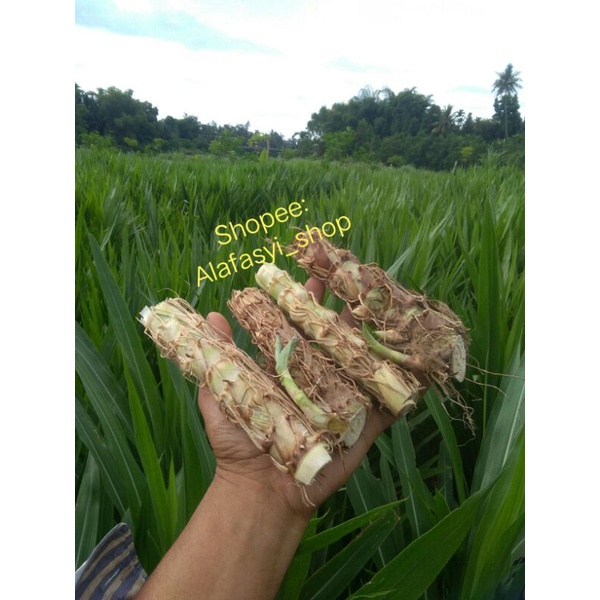Jual Bibit Rumput odot 125 stek | Shopee Indonesia