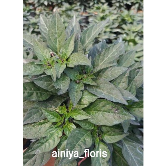 Jual tanaman hiyas cabe pelanggi /lombok rembo (tanaman sudah berbuah ...