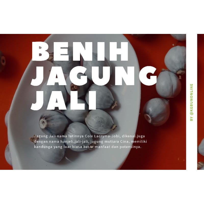 Jual Benih Jagung Jali Japen Hanjeli Coix Lacryma Jobi Jobs Tears Saint ...