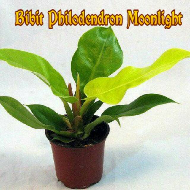Jual Philodendron Moonlight, tanaman hias, daun lebar. | Shopee Indonesia
