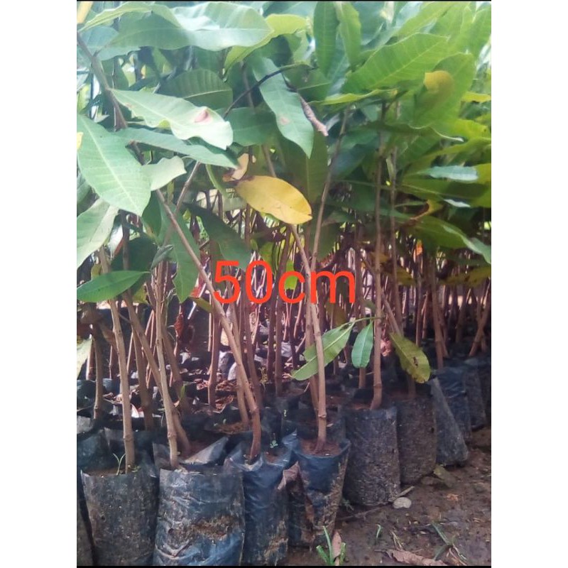 Jual Bibit Jambu Monyet 1 Meter Jambu Mete Jambu Mede Shopee