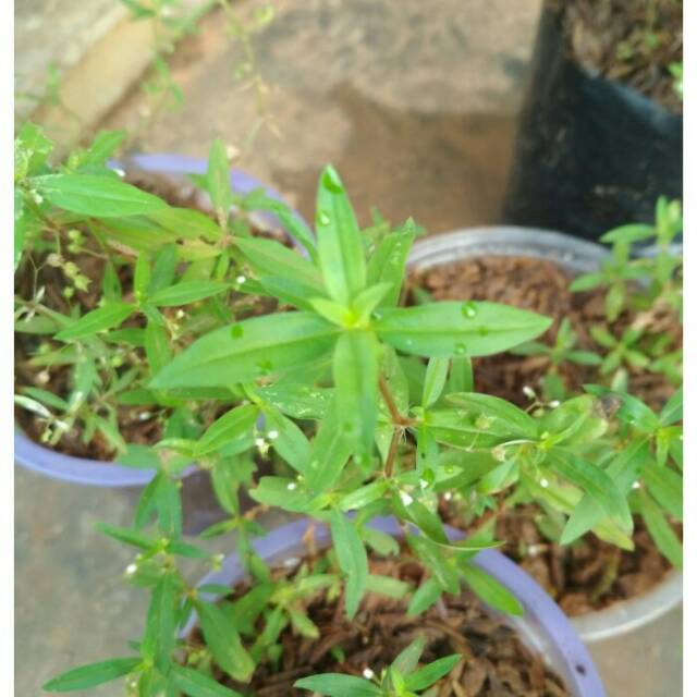 Jual Rumput Mutiara - Tanaman Lidah Ular (akar, batang, bunga, daun ...