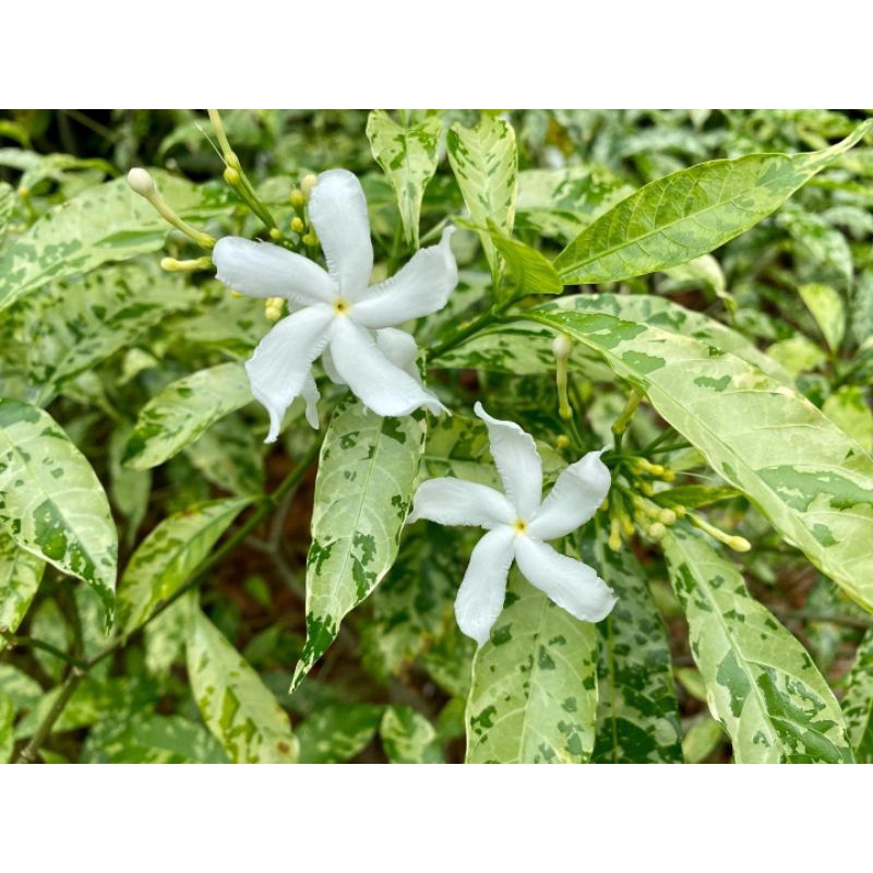 Jual Bibit tanaman bunga putih melati rombusa (Tabernaemontana ...