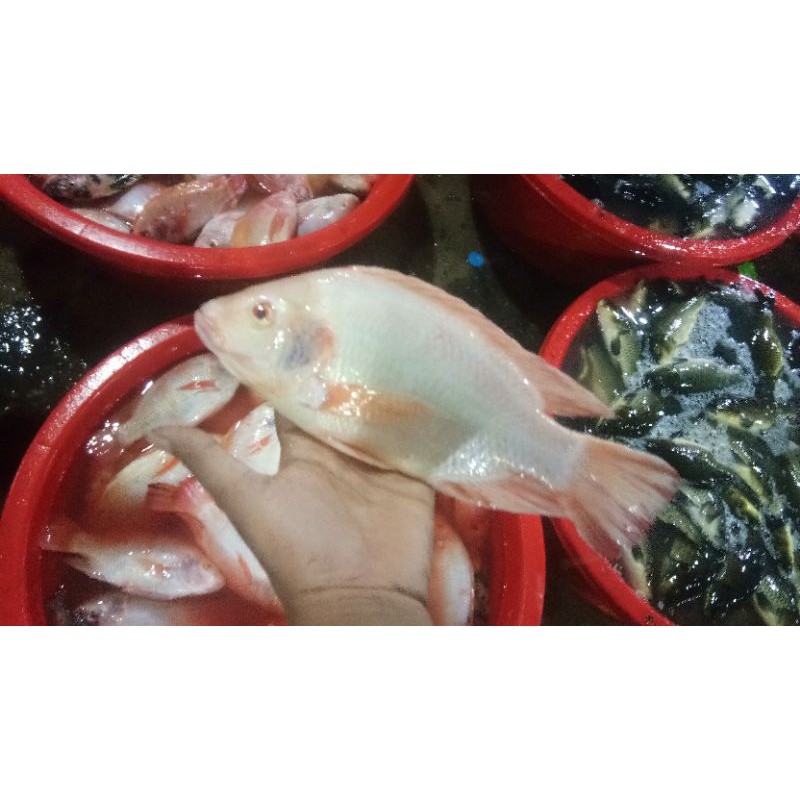 Jual Ikan Nila Segar 1kg Shopee Indonesia