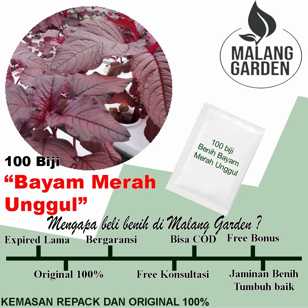 Jual 100 Biji Benih Bayam Merah Unggul | Shopee Indonesia