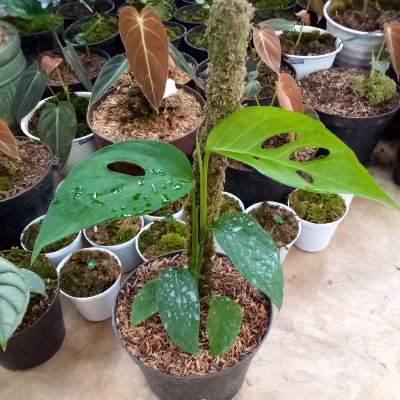 Jual Monstera xanthospatha /lechleriana | Shopee Indonesia