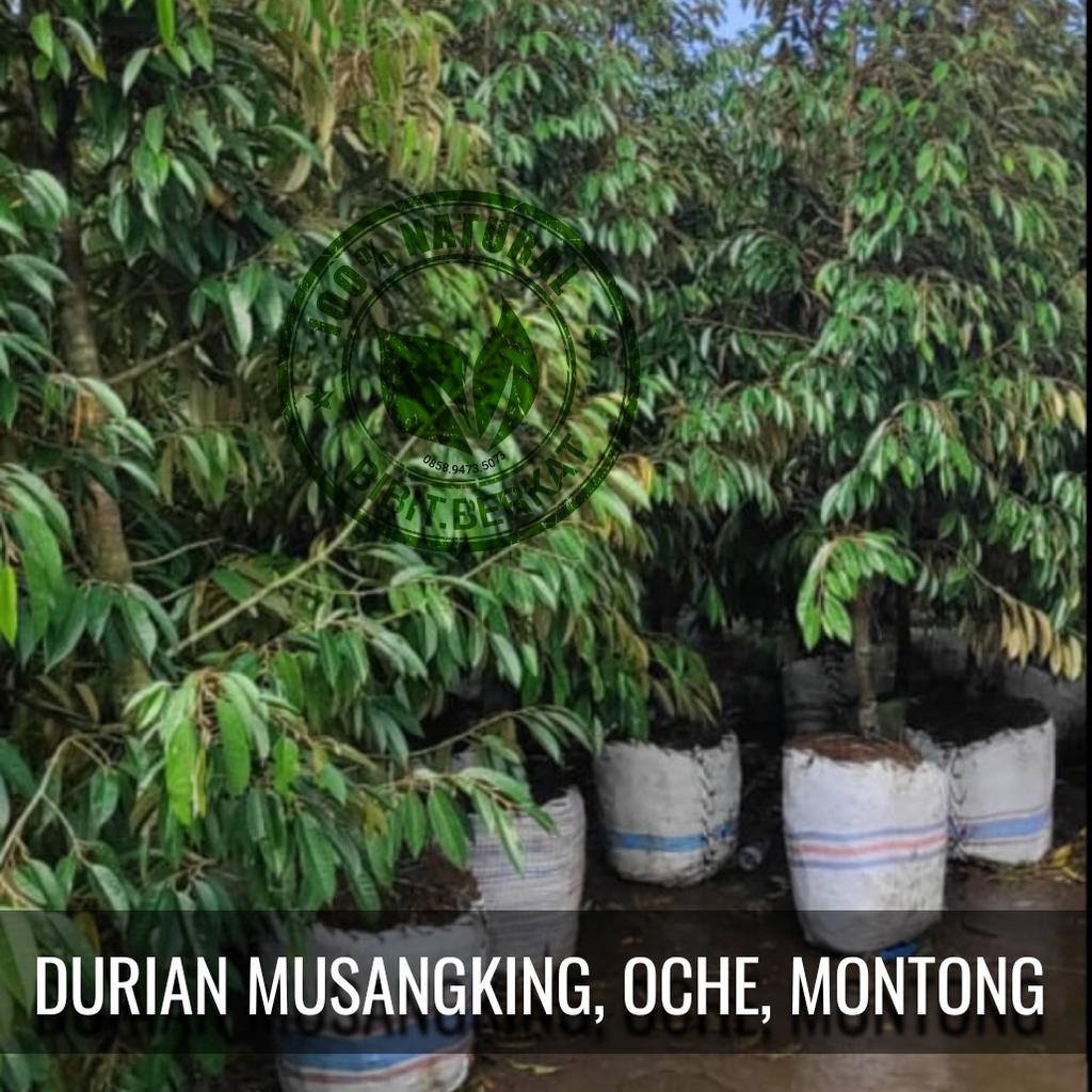 Jual Pohon Durian Musangking Oche Montong Ukuran 2 5 3 Meter