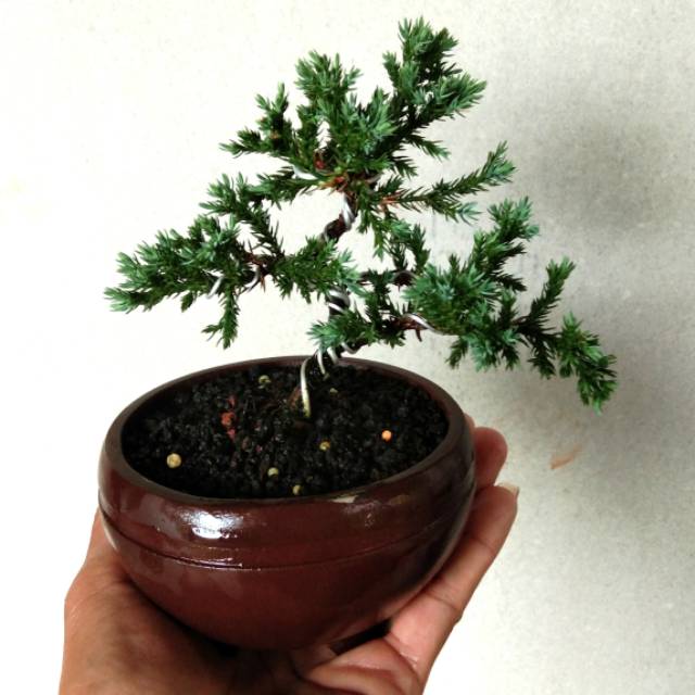 Jual Bonsai mame cemara buaya | Shopee Indonesia