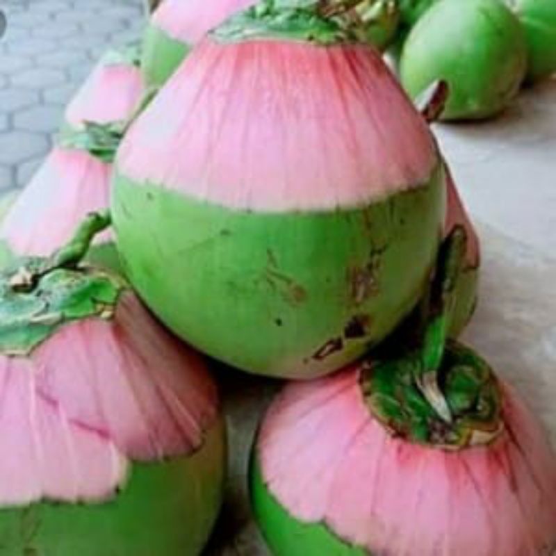 Jual Buah kelapa muda kelapa ijo cengkir/kelapa obat Shopee Indonesia
