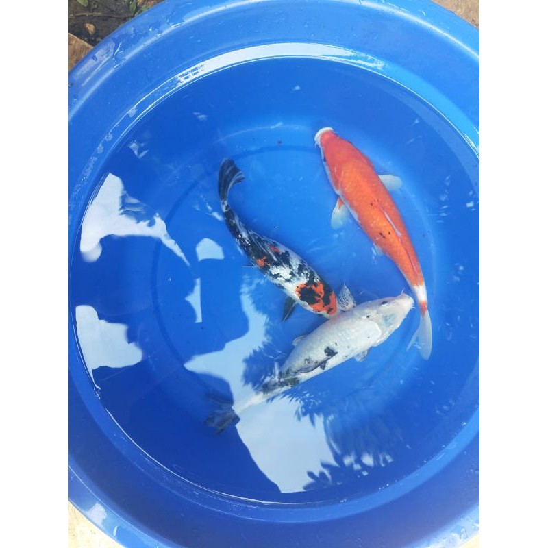 Jual Ikan Koi 30cm Grade A Warna Pilihan | Shopee Indonesia
