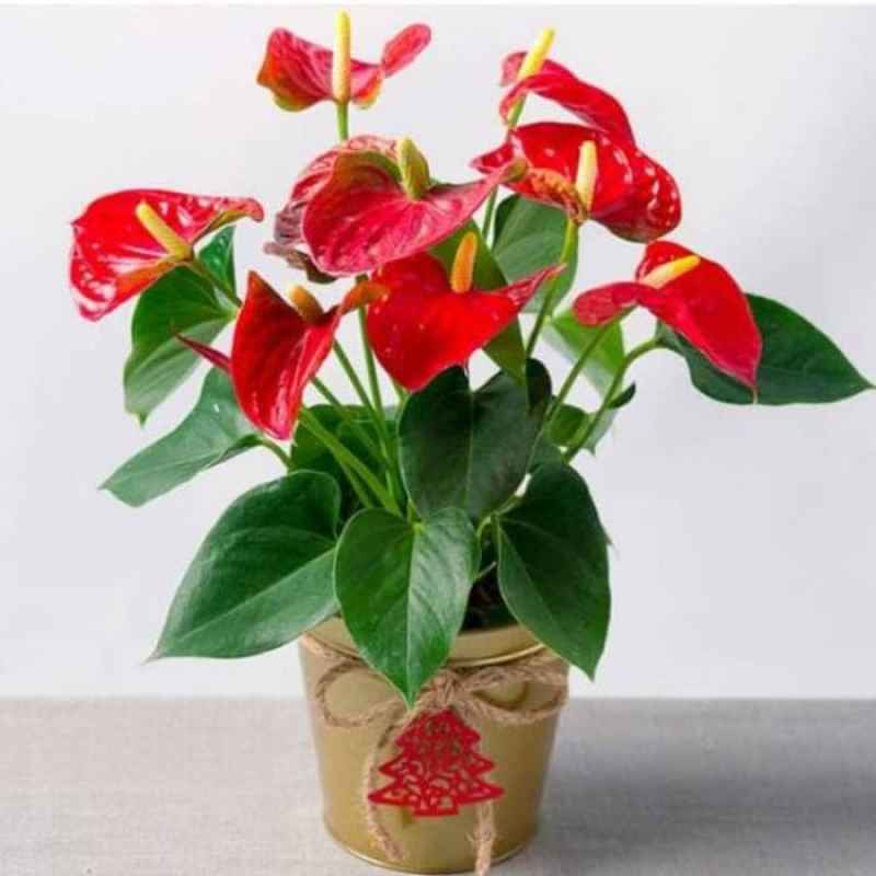 Jual Tanaman Bunga Anthurium Bangkok - Anturium Bunga Warna pohon hidup |  Shopee Indonesia