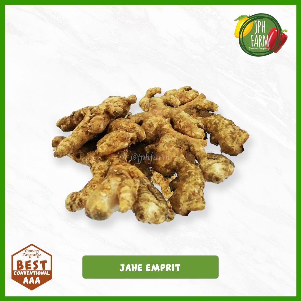 Jual Jahe Emprit Rimpang Jahe Jahe Kecil Pedas Jahe Obat 500g