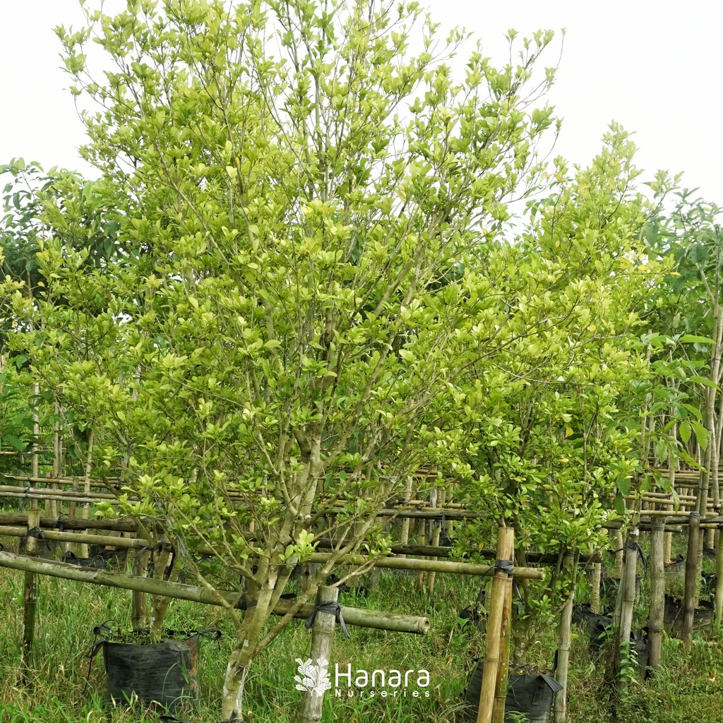 Jual Aglaia odorata - Culan/Kemuning Cina - pohon instan/instant tree ...