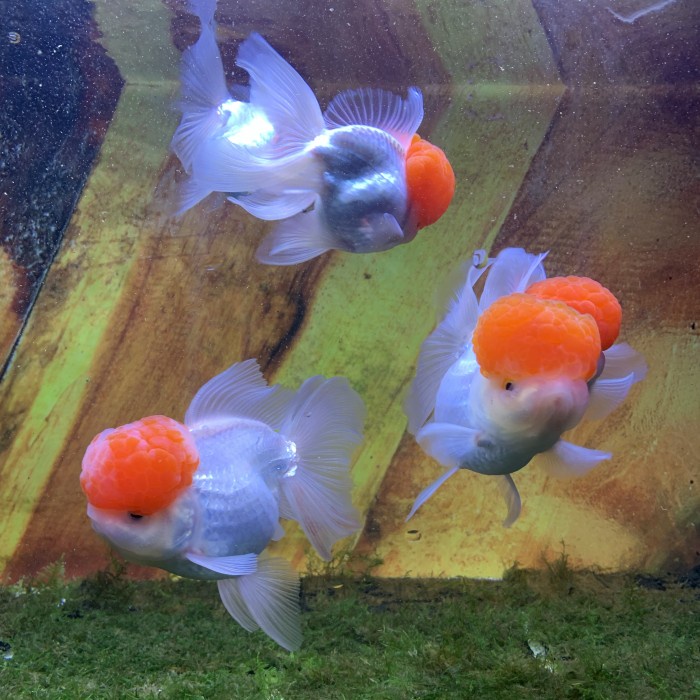 Jual Ikan Hias Mas Koki Oranda Redcap Big Head Shortbody Thailand ...