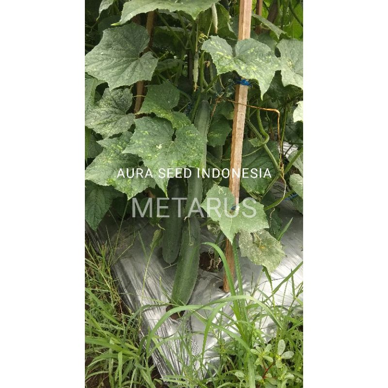Jual Benih Timun F1 METARUS 25 gram | Shopee Indonesia