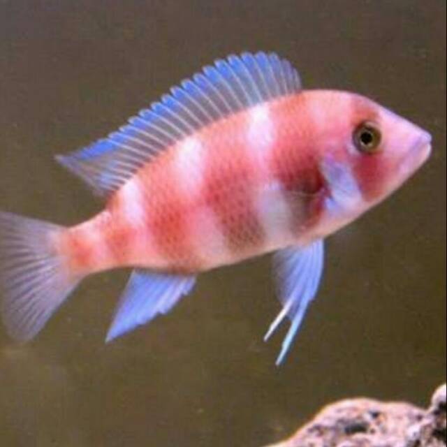 Jual Red Frontosa Cichlid Cyphotilapia Lake Tanganyika Cichlidae ...
