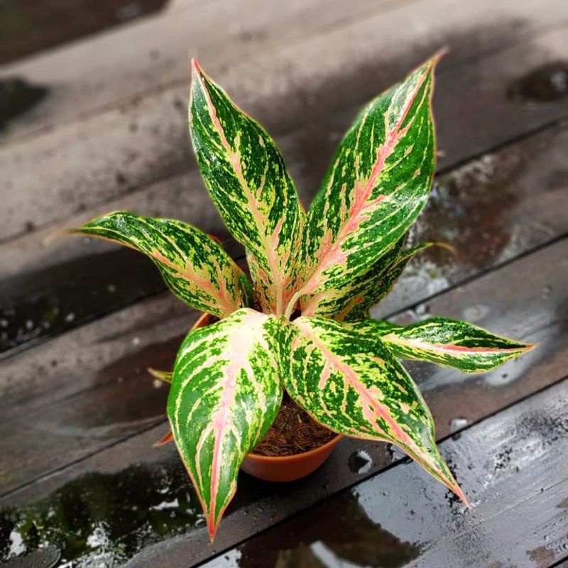 Jual AGLONEMA BUTTERFLY / TANAMAN HIAS AGLAONEMA BUTTERFLY MURAH Tanaman  Hias Bunga Aglaonema Murah Merah BUKAN bonggol bibit | Shopee Indonesia