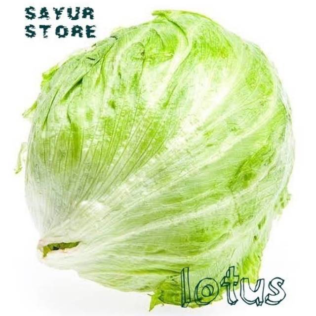 Jual LOTUS LETTUCE | Shopee Indonesia